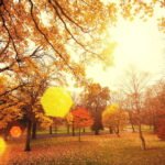 Poesie d'autunno: ispirazioni e riflessioni sulla bellezza e l...