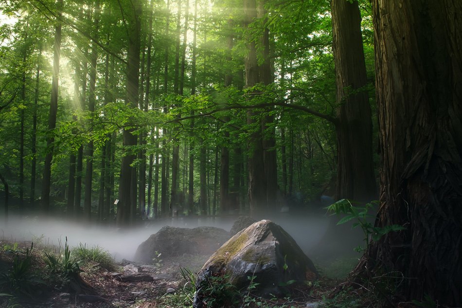 Fotografia del bosco: a caccia di scatti - Blog di...