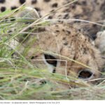 Natura e fotografia: Wildlife Photographer of The Year – Curiosa ...