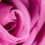 Il fascino del colore rosa: amore, dolcezza e delicatezza