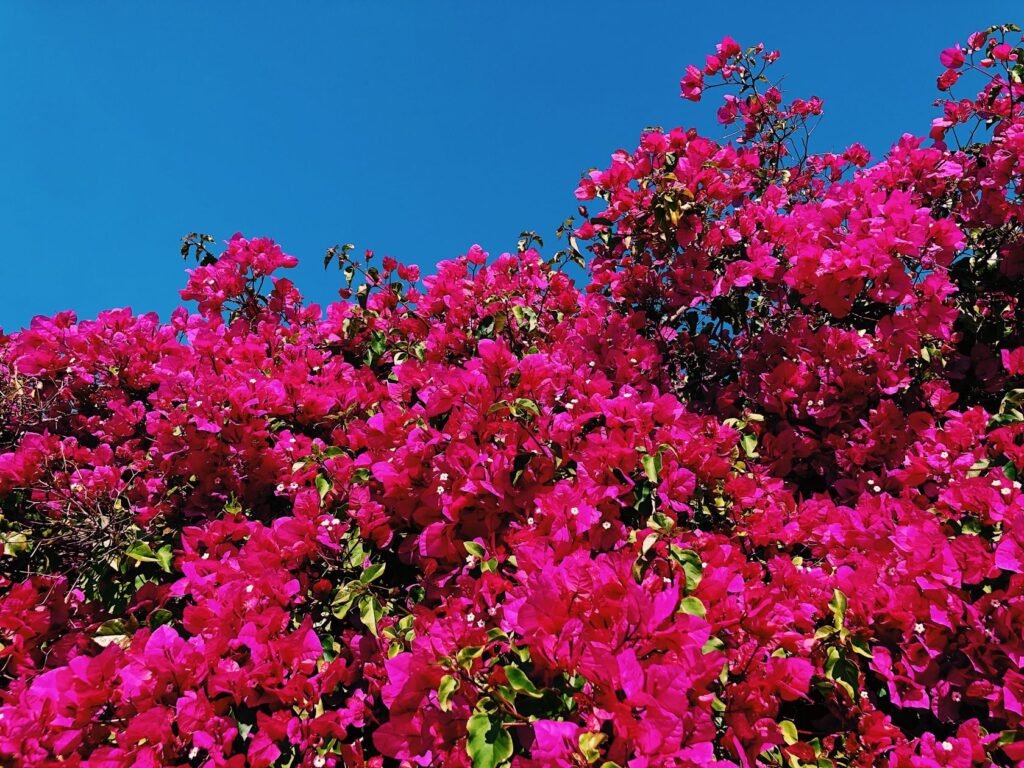 Bougainvillea - Per un colore spettacolare!