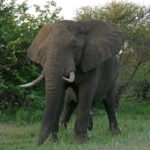 Loxodonta africana – Wikipedia