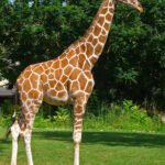 Giraffa – Wikipedia