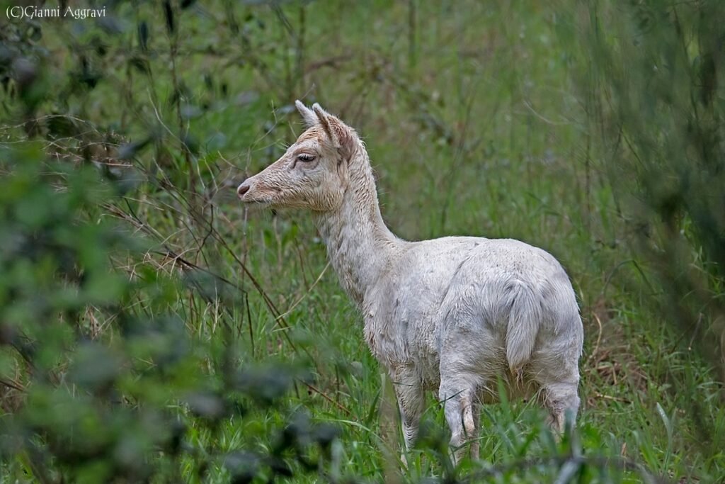 Daino Isabellino femmina |