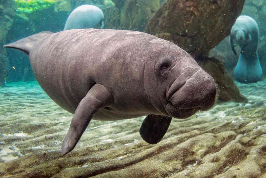 Lamantino: tutto sulle mucche di mare prima che scompaiano