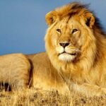 Leone Africano: Aspetto e Comportamento del Re della Savana