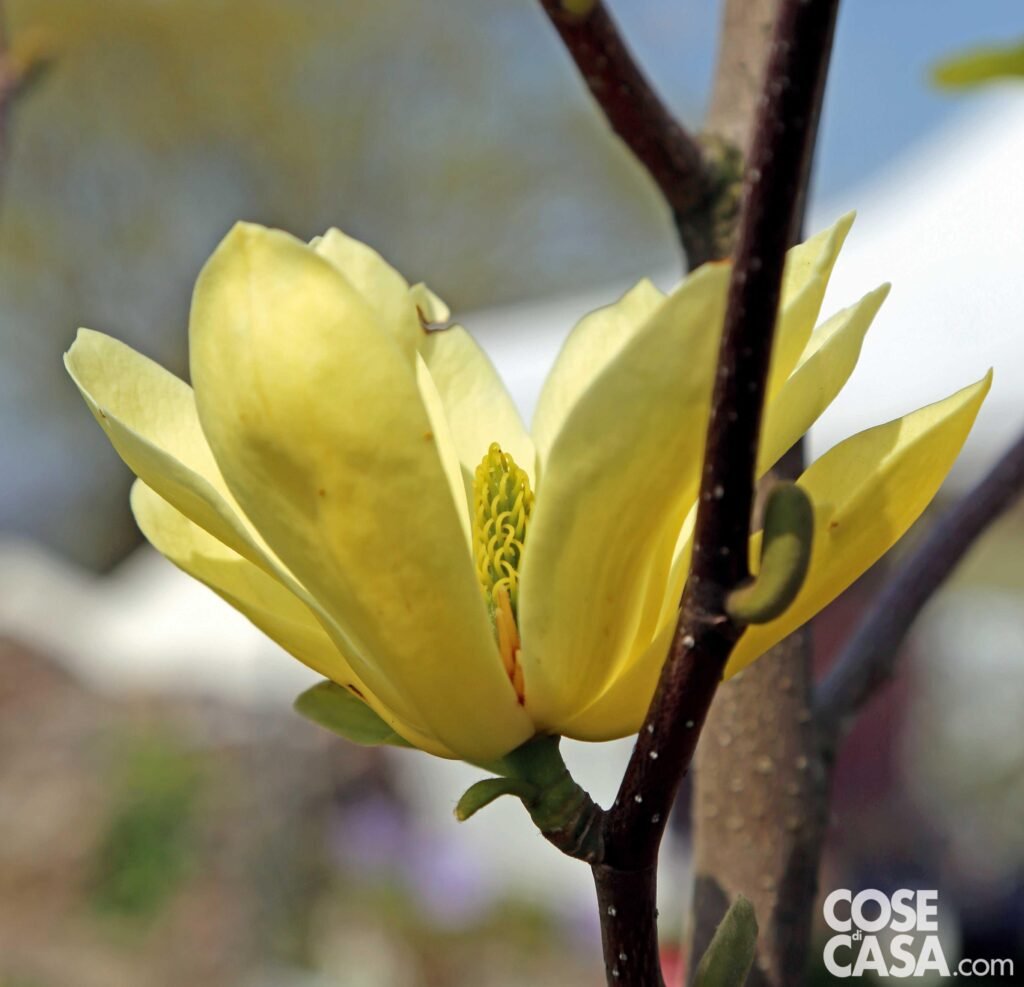 Magnolia: tutti i colori dei fiori - Cose di Casa