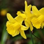 Narciso, il fiore della bellezza