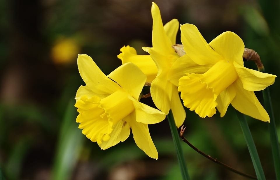 Narciso, il fiore della bellezza