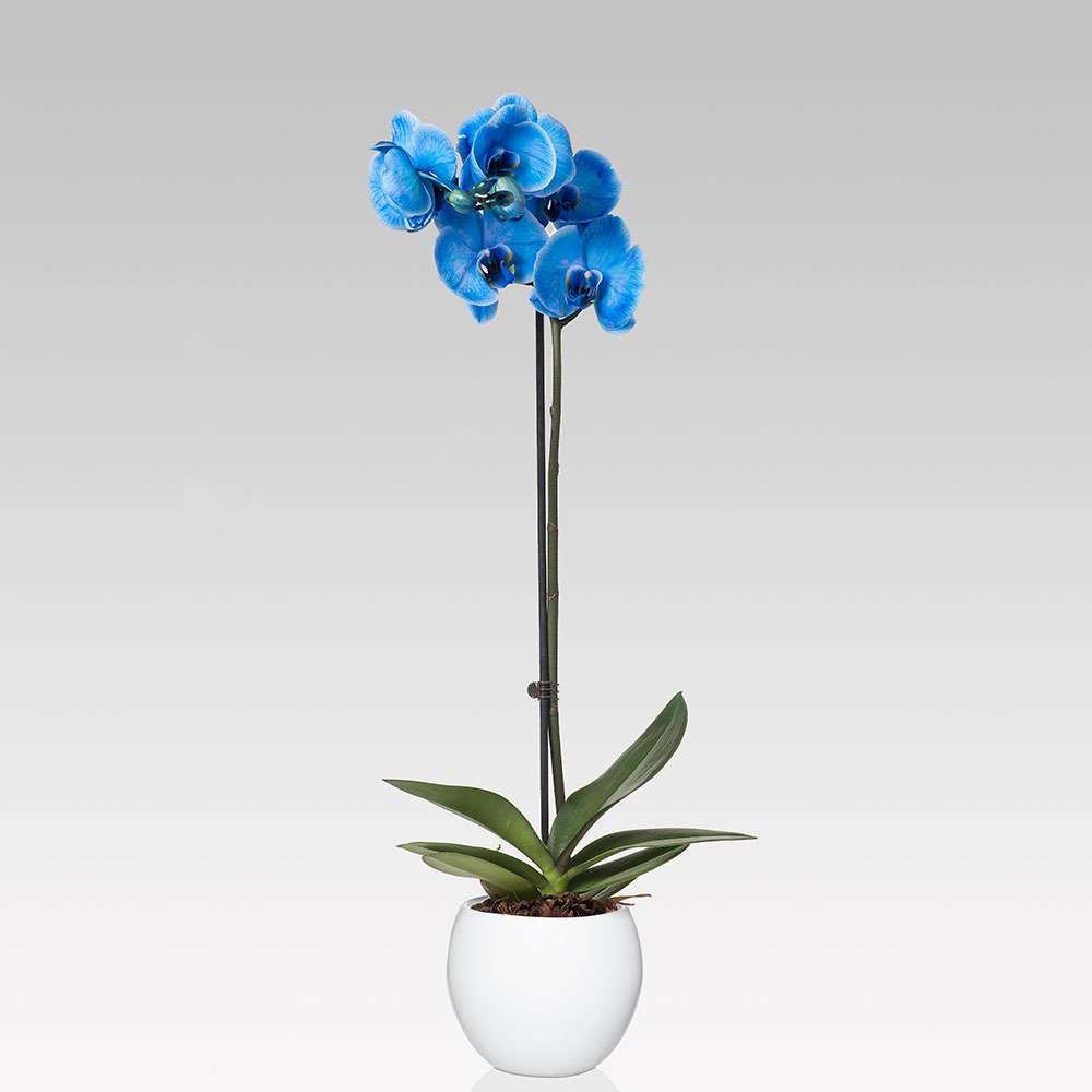 Orchidea Phalaenopsis blu - Le migliori orchidee su Lezio.it ...