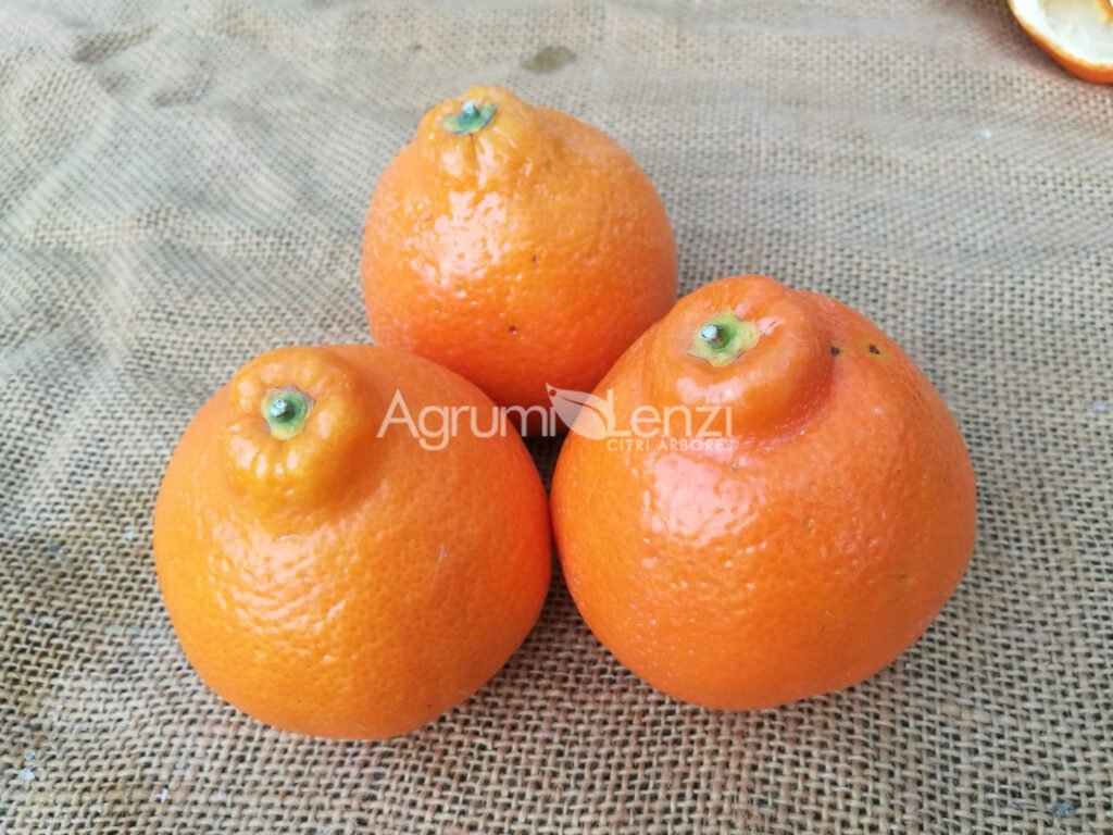 Tangelo Minneola (Citrus reticulata x Citrus paradisi) -