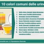 Colore delle Urine: Guida Completa per Capire Cosa Indica ...