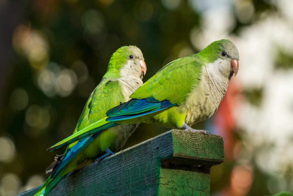 I pappagallini verdi invadono Roma, dove hanno trovato un habitat...