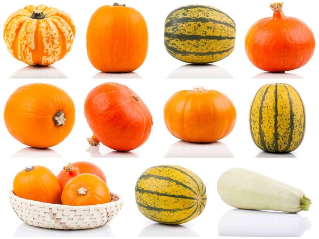 Varietà di zucca: scopriamo un elenco di zucche interessanti